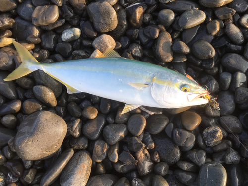 ワカナゴの釣果