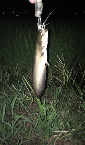 ナマズの釣果