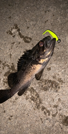 クロソイの釣果