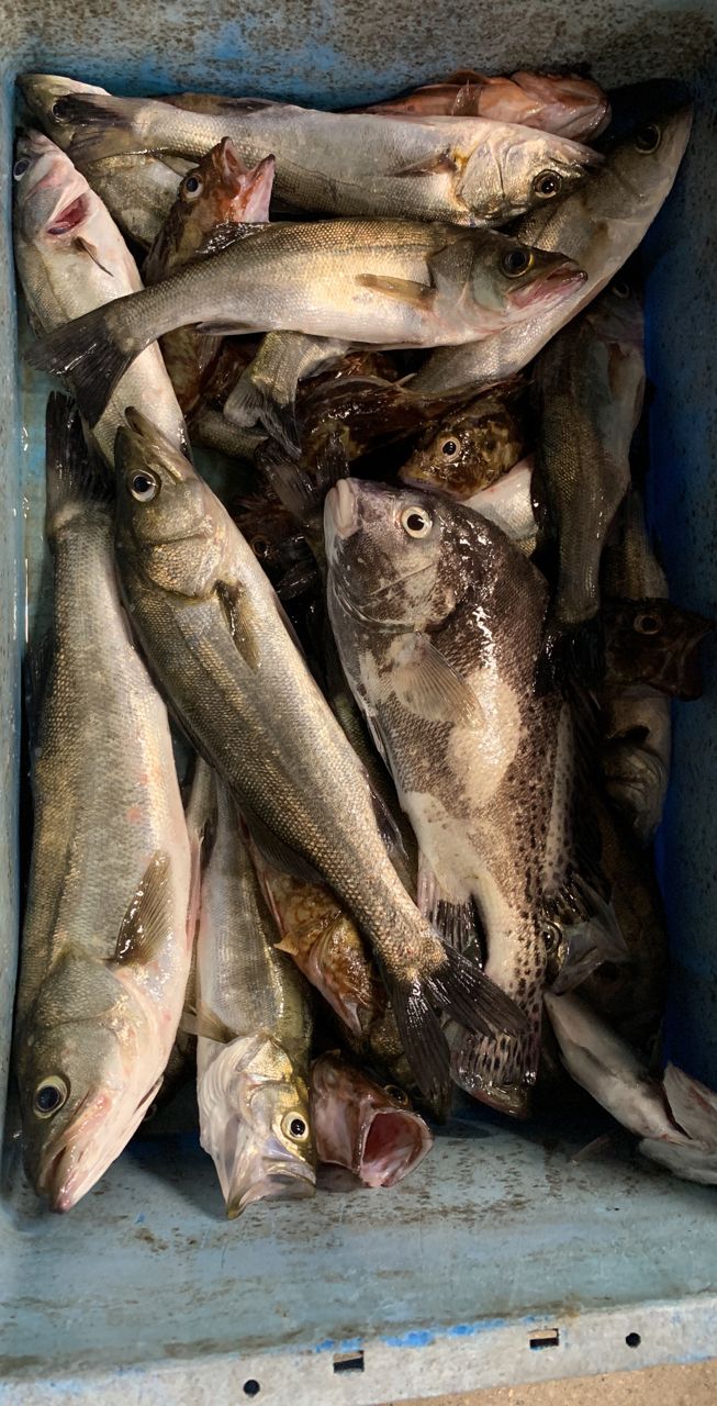 セイゴ（マルスズキ）