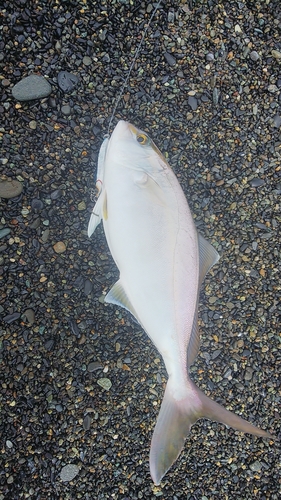 ショゴの釣果