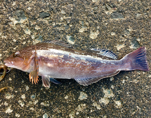 アイナメの釣果