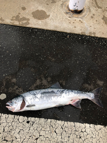 カラフトマスの釣果