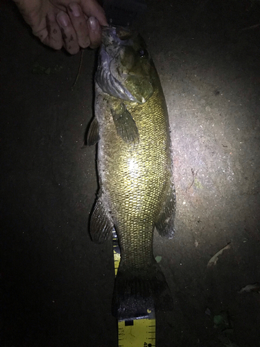 スモールマウスバスの釣果