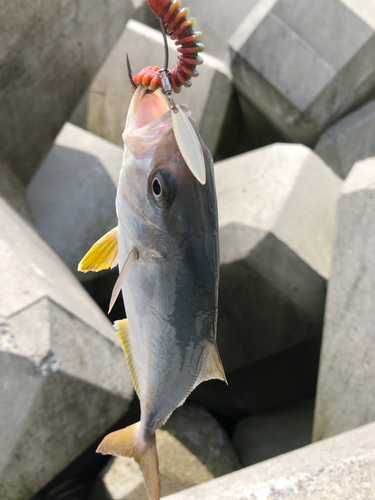 ショゴの釣果