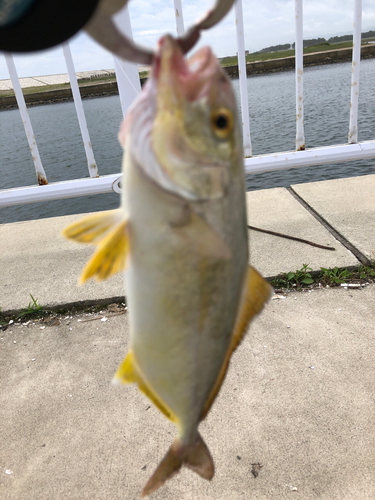 ショゴの釣果