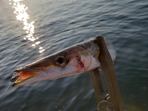 カマスの釣果