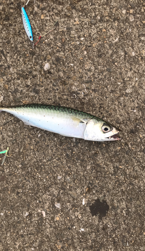 サバの釣果