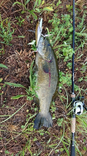 スモールマウスバスの釣果