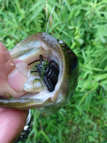 ラージマウスバスの釣果