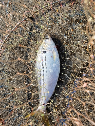 コノシロの釣果