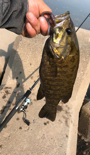 スモールマウスバスの釣果