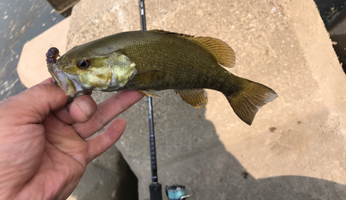 スモールマウスバスの釣果