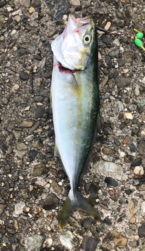 ツバスの釣果