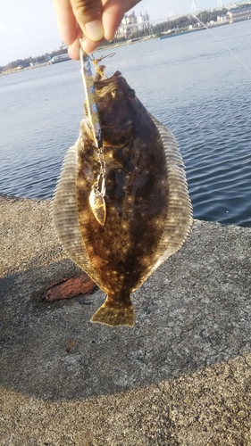 ヒラメの釣果