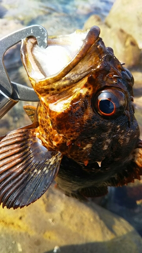 ムラソイの釣果