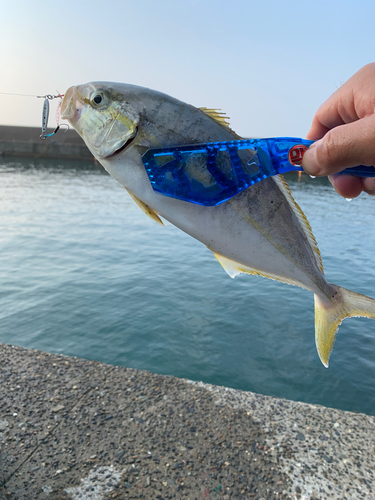 ショゴの釣果