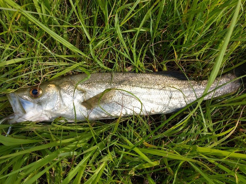 フッコ（マルスズキ）の釣果