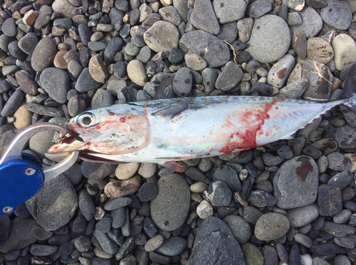 マルソウダの釣果