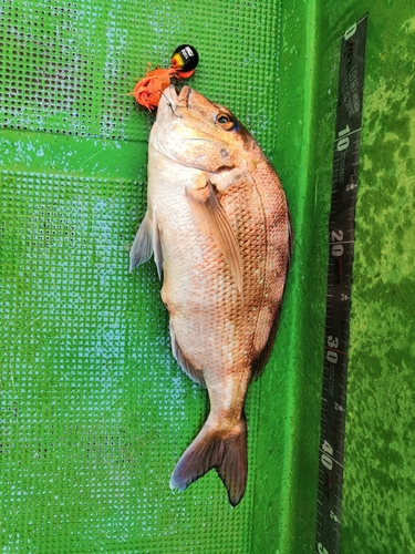 タイの釣果