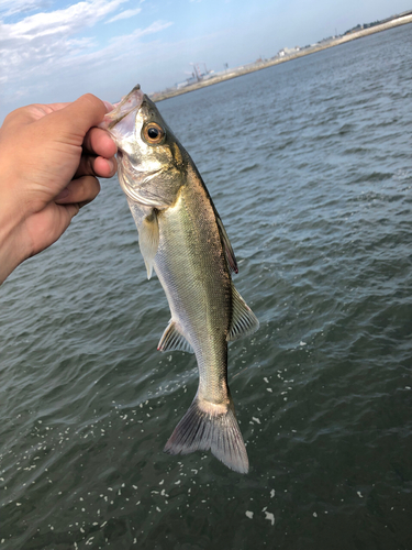 スズキの釣果