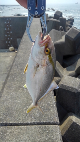 ショゴの釣果