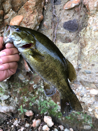 スモールマウスバスの釣果