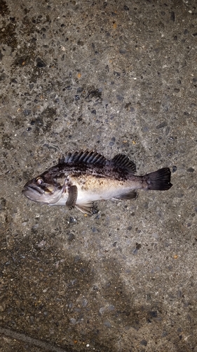 クロソイの釣果