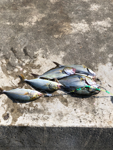 ショゴの釣果