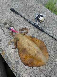 アオリイカの釣果