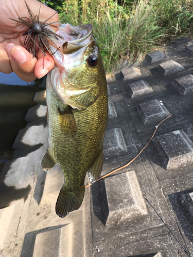 ラージマウスバスの釣果