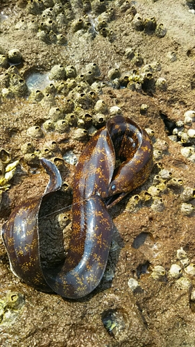 ウツボの釣果