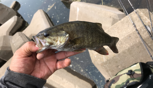 スモールマウスバスの釣果