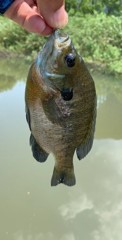 ブルーギルの釣果