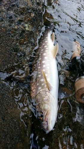 アメマスの釣果