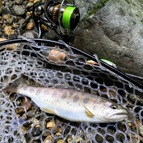 アマゴの釣果