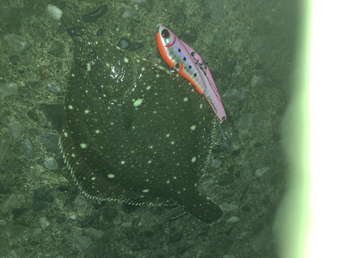 ヒラメの釣果