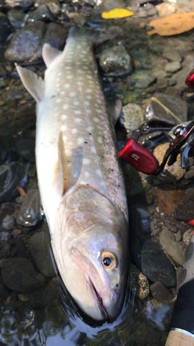 アメマスの釣果