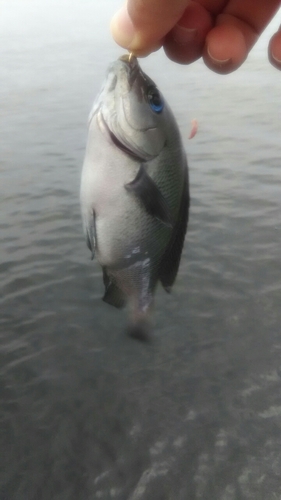 メジナの釣果