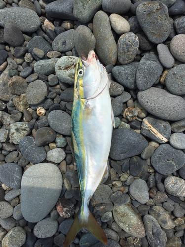 ワカシの釣果