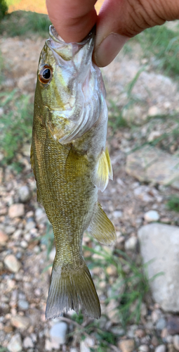 スモールマウスバスの釣果