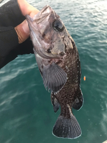 マゾイの釣果