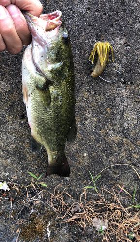 ブラックバスの釣果