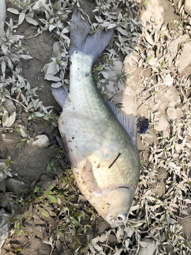 ヘラブナの釣果