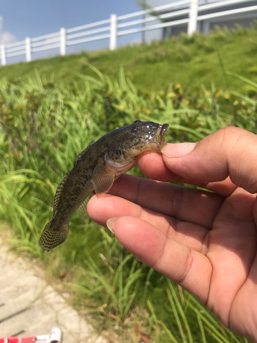 ハゼの釣果