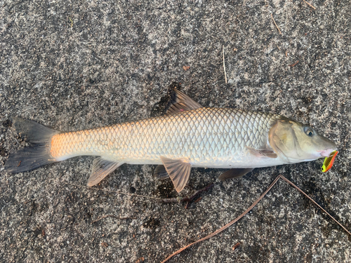 ニゴイの釣果