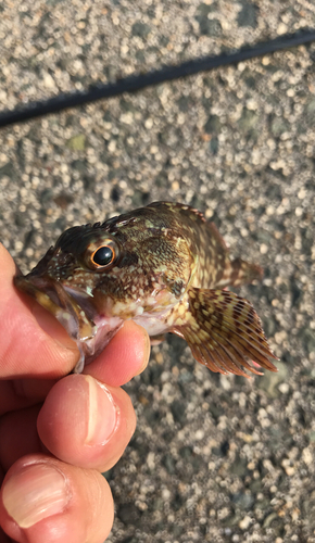 タケノコメバルの釣果