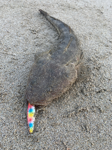 マゴチの釣果