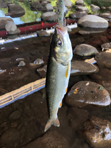 ウグイの釣果