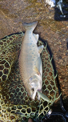 ヤマメの釣果